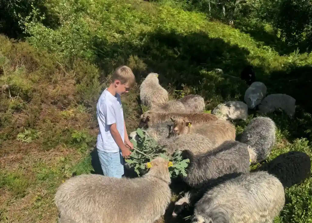 Dreng oplever naturen og fodrer får – et eksempel på en aktiv oplevelse væk fra skærmen